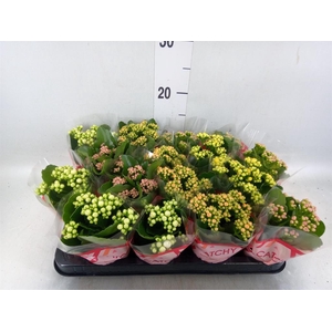 Kalanchoe blos.   ..rosebud mix  5