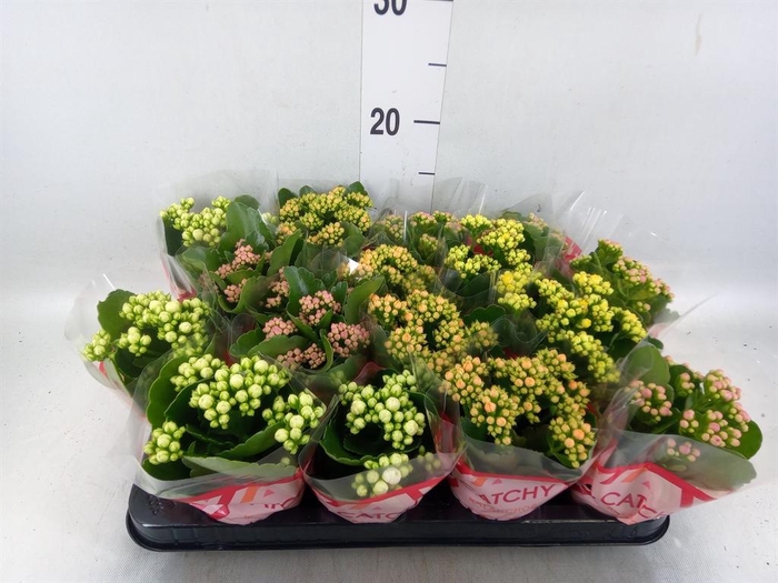 <h4>Kalanchoe blos.   ..rosebud mix  5</h4>