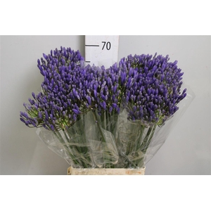 Agap Eyfori Blue