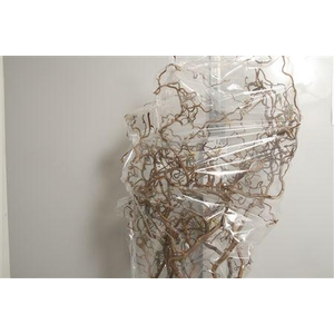 Coryl Av Contorta 150cm