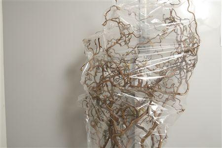 <h4>Coryl Av Contorta 150cm</h4>