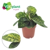 Dieffenbachia Camilla