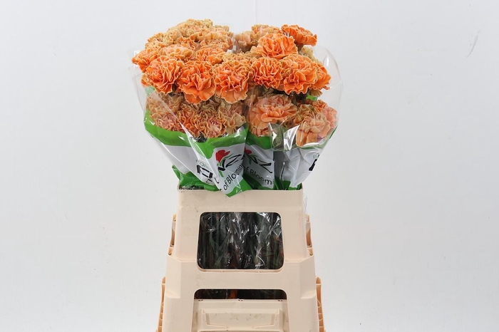 <h4>Di St Tinted Salmon</h4>