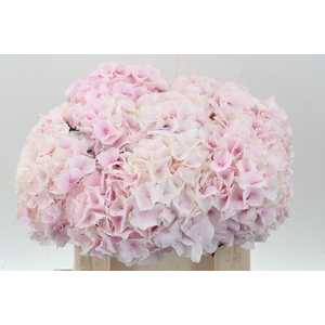 Hydr M Royal Grandeu