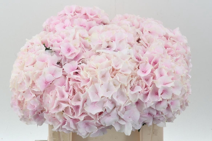 <h4>Hydr M Royal Grandeu</h4>