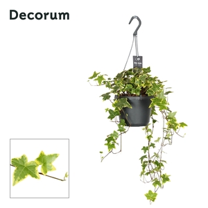 Hedera Helix Yellow Ripple