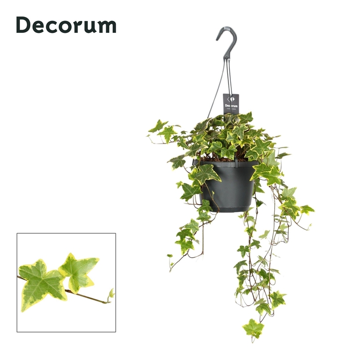 <h4>Hedera Helix Yellow Ripple</h4>