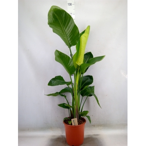 Strelitzia nicolai