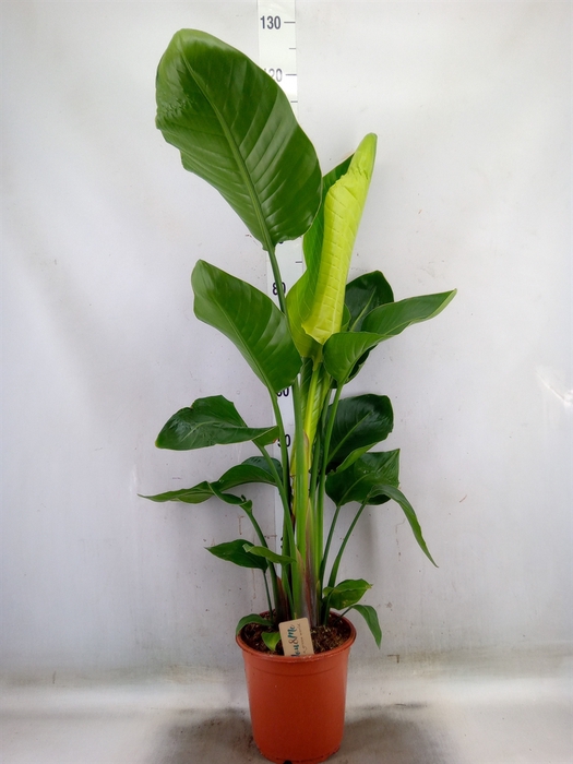 <h4>Strelitzia nicolai</h4>