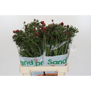 Ranunculus Magical Tangerine