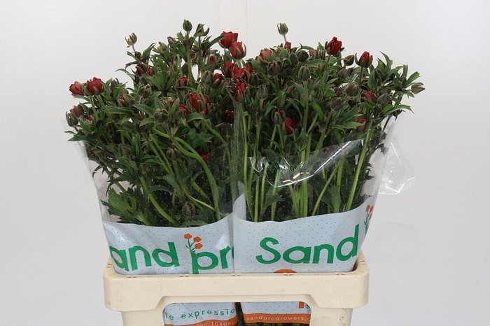 <h4>Ranunculus Magical Marmalade</h4>