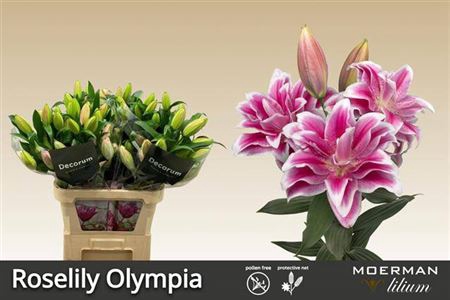 <h4>Lilium (Oriental Grp) double Roselily Olympia</h4>