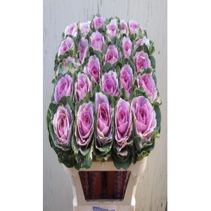 Brassica crane pink