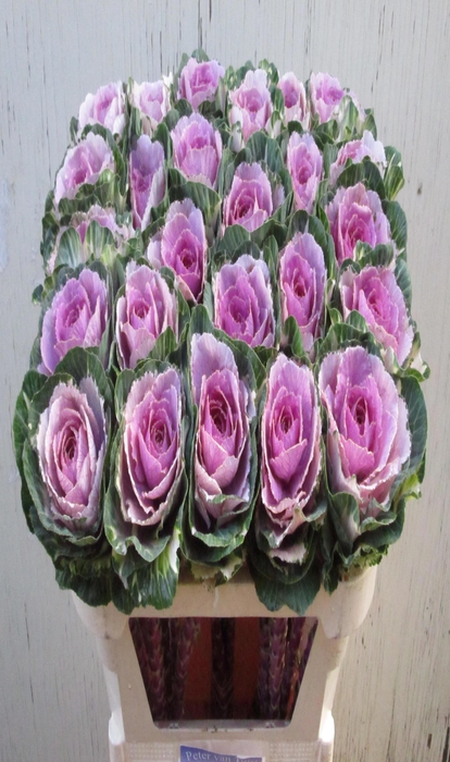 <h4>Brassica crane pink</h4>