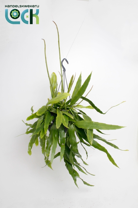 <h4>Epiphyllum Pumilum</h4>