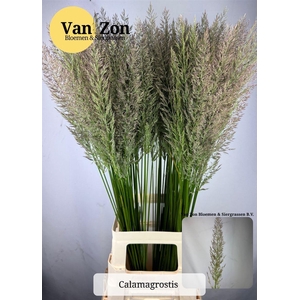 Siergras Calamagrostis Brachy
