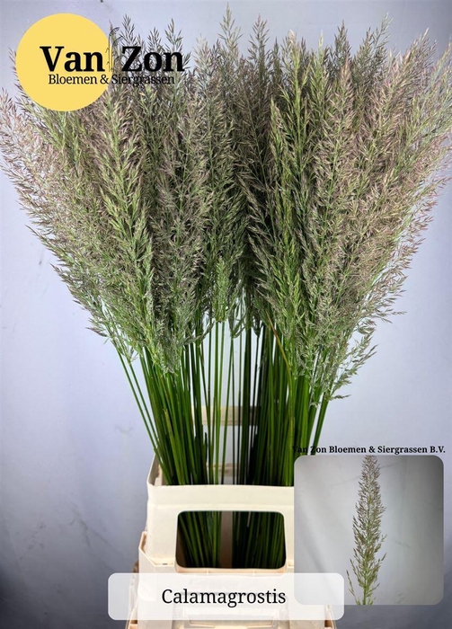 <h4>Siergras Calamagrostis Brachy</h4>