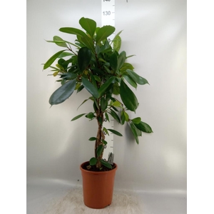 Ficus   ...