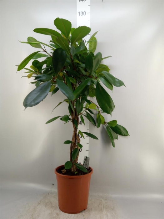 <h4>Ficus   ...</h4>