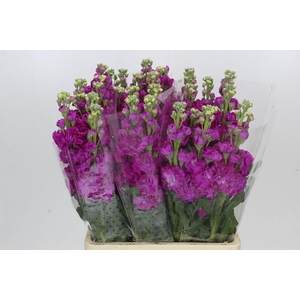 Matthiola Iron Rose Cerise