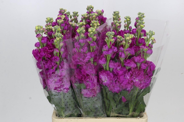 <h4>Matthiola Iron Rose Cerise</h4>
