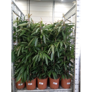 Ficus binn. 'Amstel King'