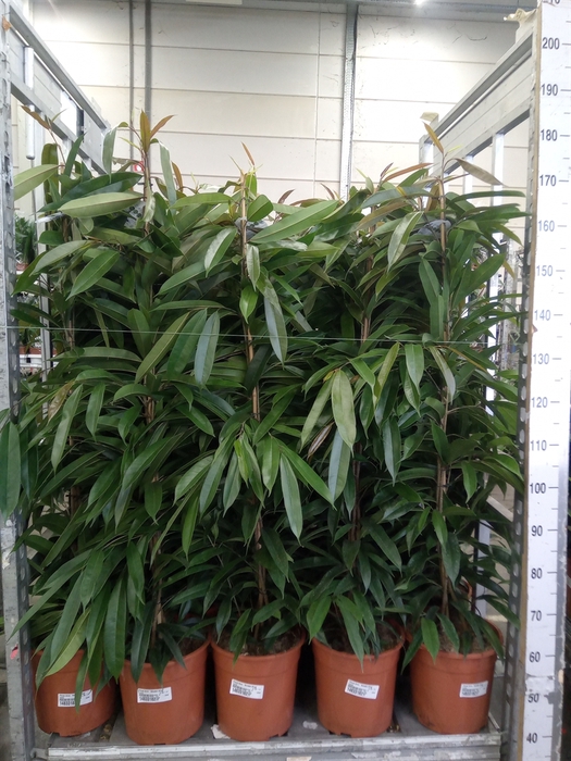 <h4>Ficus binn. 'Amstel King'</h4>