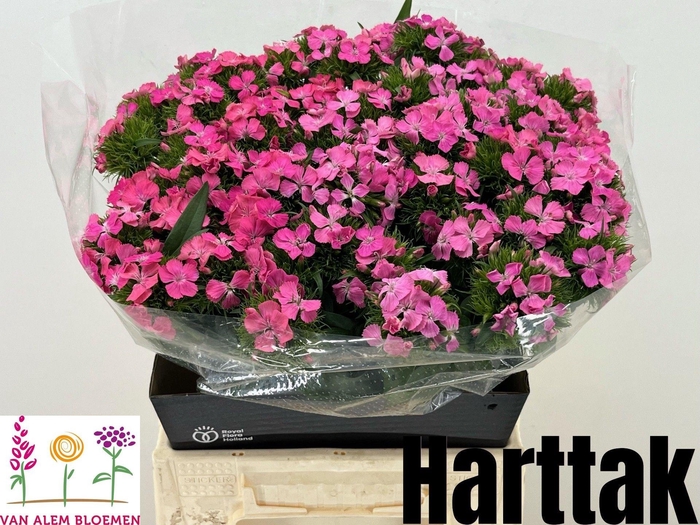 <h4>DI BARB S WILL PINK</h4>
