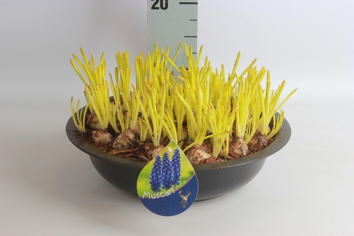 <h4>ARR MUSCARI</h4>