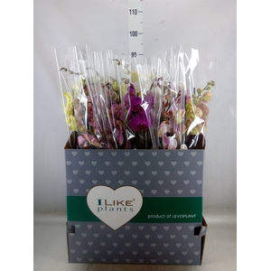 Phalaenopsis   ...mix