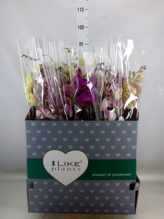 <h4>Phalaenopsis   ...mix</h4>