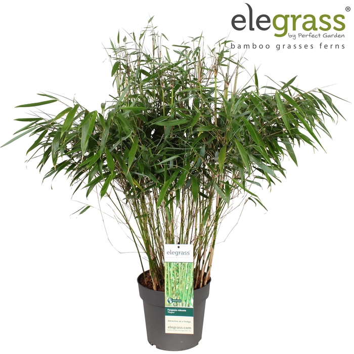 <h4>Fargesia robusta 'Pingwu' P23</h4>