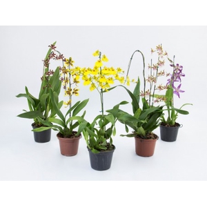 ONCIDIUM VARIADO P15