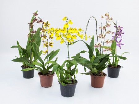 <h4>ONCIDIUM VARIADO P15</h4>