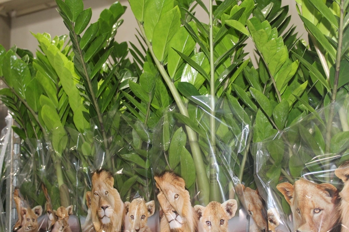 <h4>ZAMIOCULCAS P24</h4>