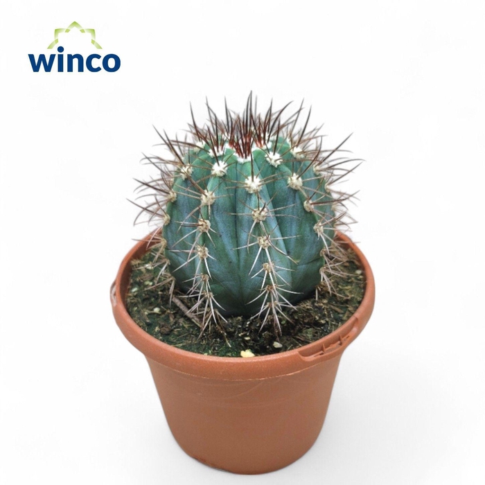 <h4>Melocactus Azureus</h4>