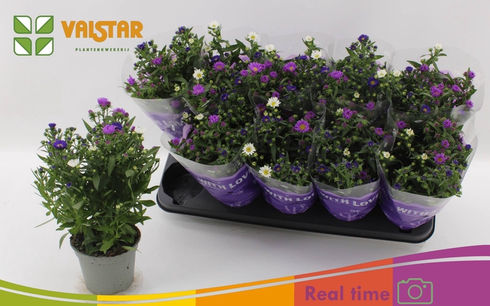 <h4>ASTER NB OV</h4>