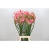 Nerine Helene