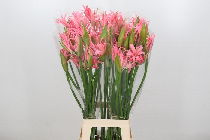 <h4>Nerine Helene</h4>