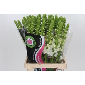 Antirrhinum Potomac White