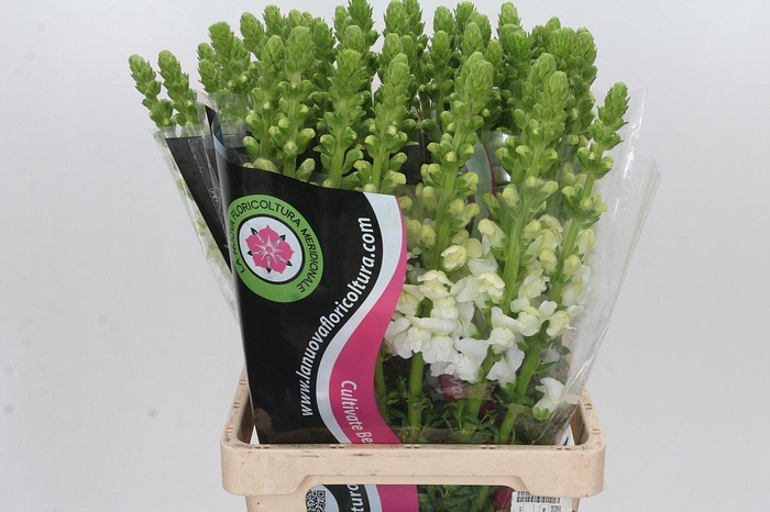 <h4>Antirrhinum Potomac White</h4>