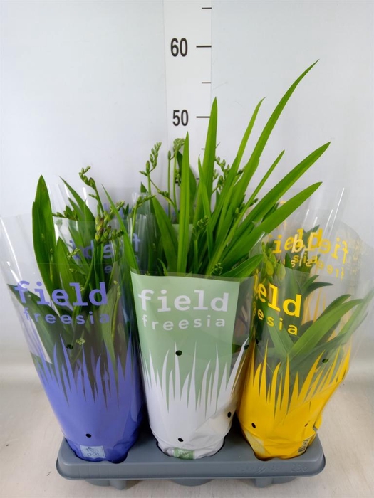 <h4>Freesia   ...</h4>