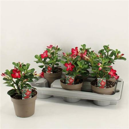 <h4>Adenium Anouk</h4>