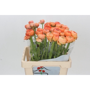 Ranunculus Clooney Salmon