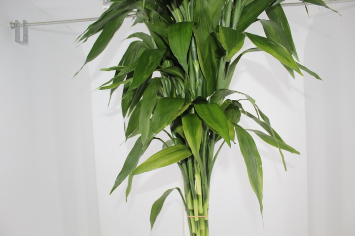 <h4>FOLHAGEM DRACENA SANDERIANA 100 CM VERDE</h4>