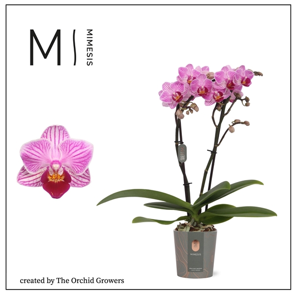 <h4>Mimesis Phal. Lotte - 2 spike 7cm</h4>