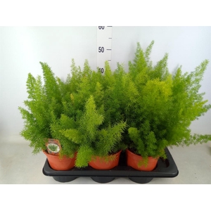 Asparagus dens. 'Meyers'