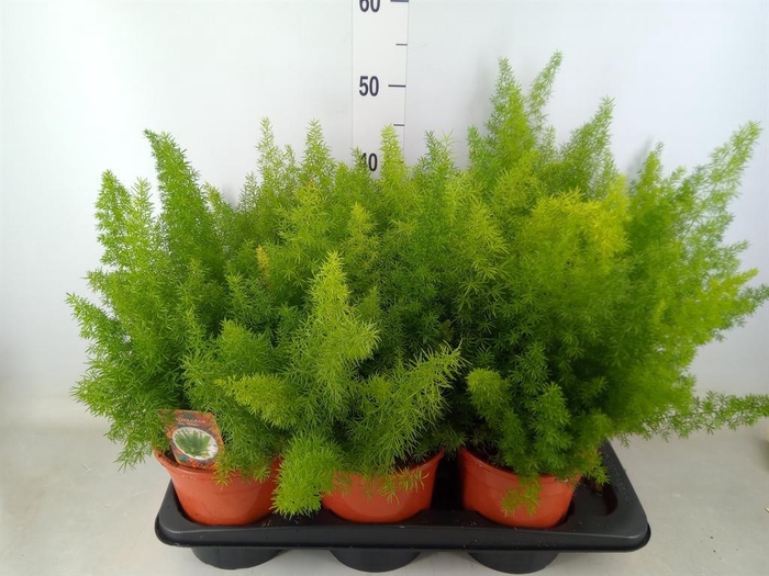 <h4>Asparagus dens. 'Meyers'</h4>