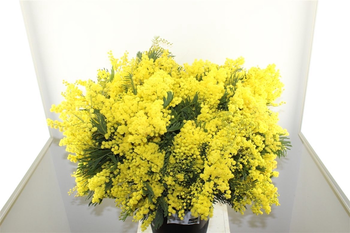 <h4>Mimosa Mirandole 400gr</h4>