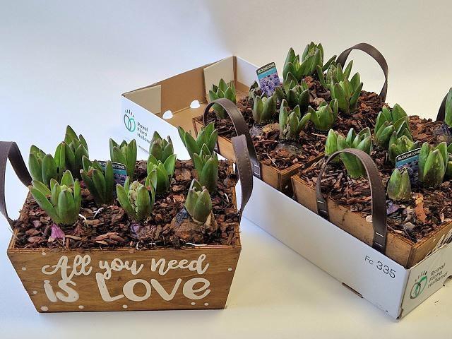 <h4>ARR HYACINTH</h4>